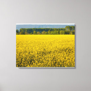 gele koolzaadbloemen verlicht door zon canvas afdruk
