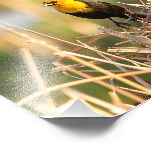 Gele kopvogel foto afdruk (Hoek)