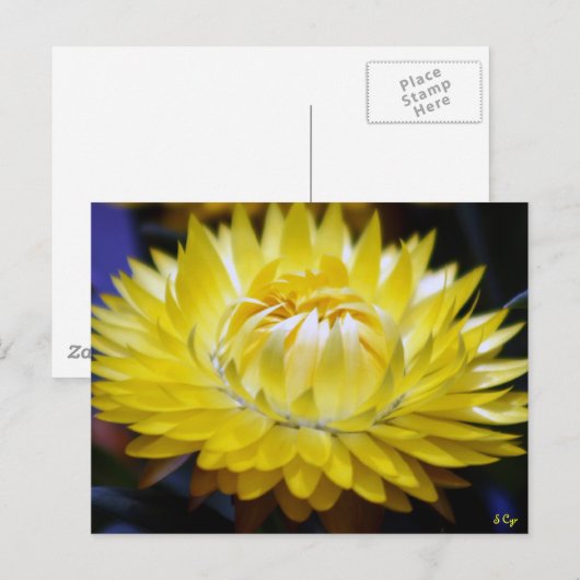 Gele kornbloem briefkaart (Voorkant / Achterkant)