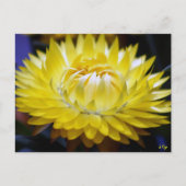 Gele kornbloem briefkaart (Voorkant)