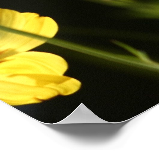 Gele kosmosbloem poster (Hoek)