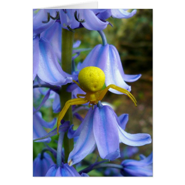 Gele krab/Vloerspin (Voorkant)