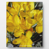 Gele krokusbloemen fotoplaat (Voorkant)