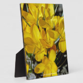 Gele krokusbloemen fotoplaat (Zijkant)