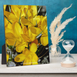 Gele krokusbloemen fotoplaat