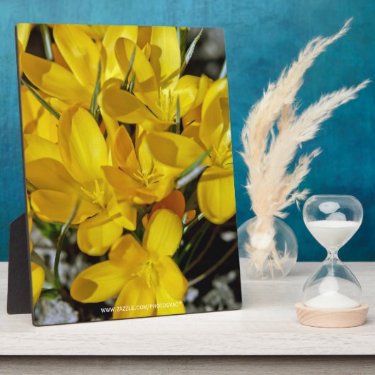 Gele krokusbloemen fotoplaat (Zijkant)
