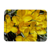 Gele krokusbloemen magneet (Horizontaal)