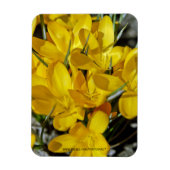 Gele krokusbloemen magneet (Verticaal)