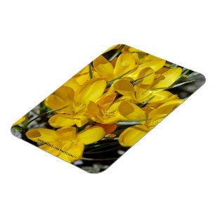 Gele krokusbloemen magneet