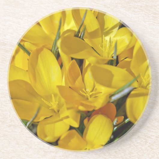 Gele krokusbloemen zandsteen onderzetter (Voorkant)