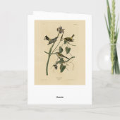 Gele kroon Warbler - Amerikaanse vogels van Audubo Kaart (Achterkant)