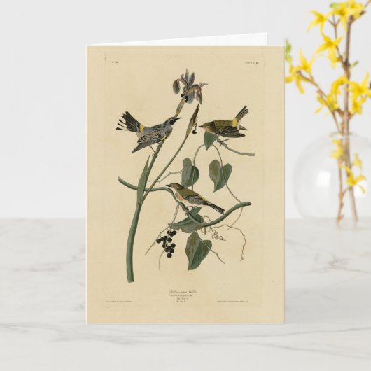 Gele kroon Warbler - Amerikaanse vogels van Audubo Kaart (Gele Bloem)