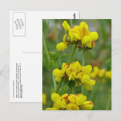 Gele kroonwikke, Unalaska Island Briefkaart (Voorkant / Achterkant)