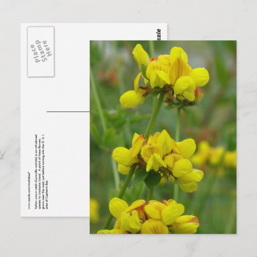 Gele kroonwikke, Unalaska Island Briefkaart (Voorkant / Achterkant)