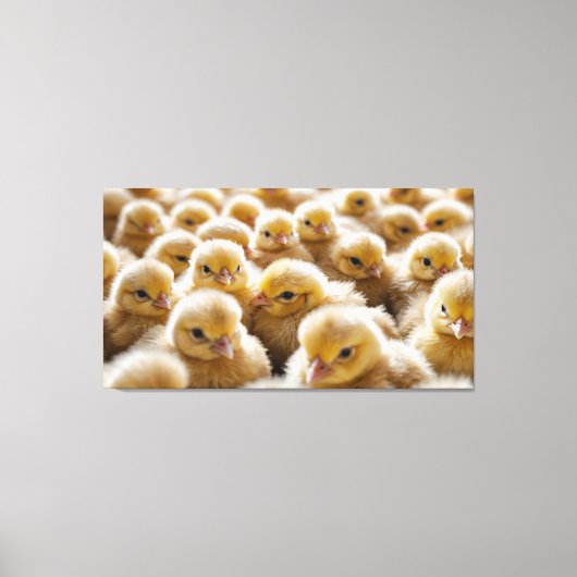 Gele kuikens verzameld in grote aantallen canvas afdruk (Voorkant)