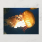 Gele kwal briefkaart (Voorkant)