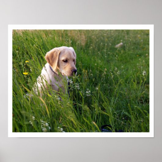 Gele Lab Puppy in hoog gras Poster (Voorkant)