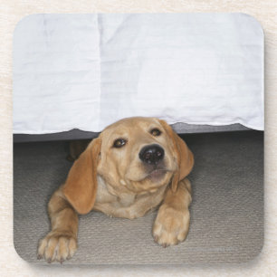 Gele labpuppy onder bed drankjes onderzetter