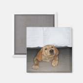 Gele labpuppy onder bed magneet (Voorkant / Achterkant)