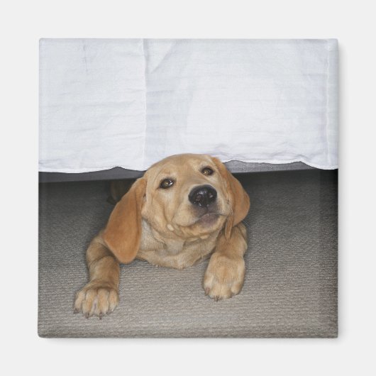 Gele labpuppy onder bed magneet (Voorkant)