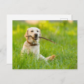 Gele labrador bespeelt zich op een stok briefkaart (Voorkant / Achterkant)