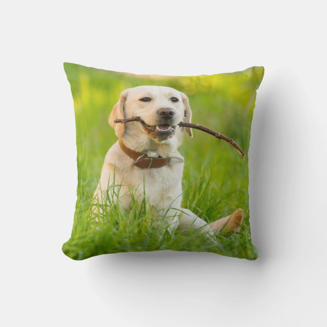 Gele labrador bespeelt zich op een stok kussen (Voorkant)