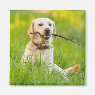 Gele labrador bespeelt zich op een stok magneet