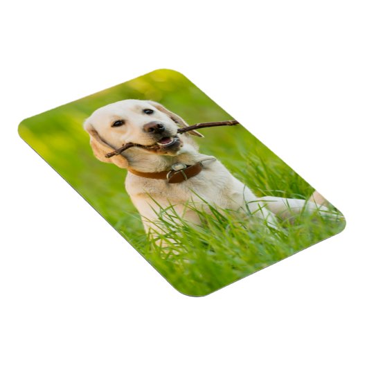 Gele labrador bespeelt zich op een stok magneet (Rechterzijde)