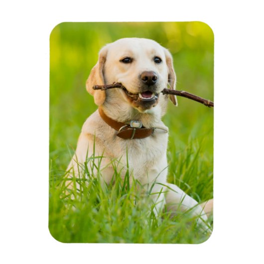 Gele labrador bespeelt zich op een stok magneet (Verticaal)