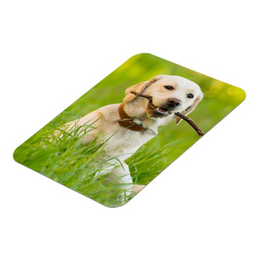 Gele labrador bespeelt zich op een stok magneet (Linkerzijde)