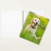 Gele labrador bespeelt zich op een stok planner (Display)