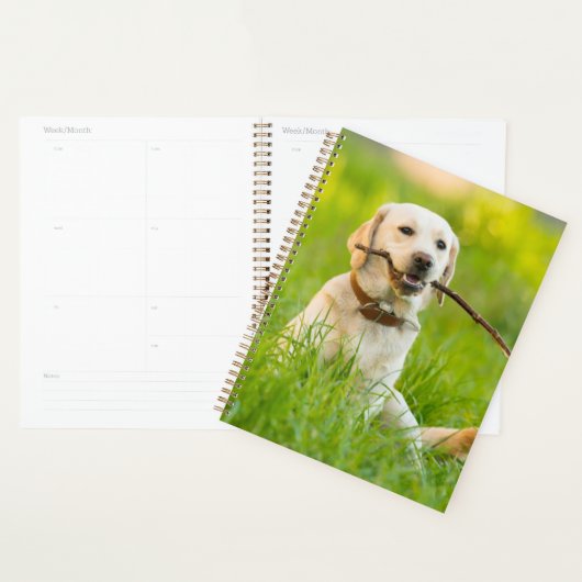 Gele labrador bespeelt zich op een stok planner (Display)