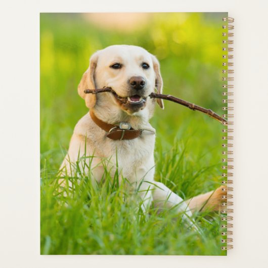 Gele labrador bespeelt zich op een stok planner (Achterkant)