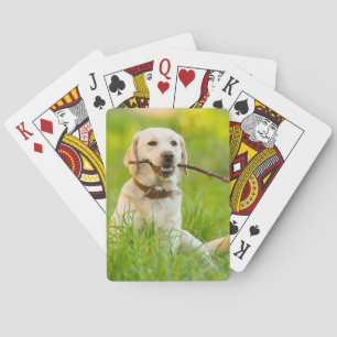 Gele labrador bespeelt zich op een stok pokerkaarten
