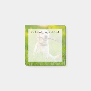 Gele labrador bespeelt zich op een stok post-it® notes