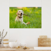 Gele labrador bespeelt zich op een stok poster (Keuken)