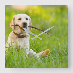 Gele labrador bespeelt zich op een stok vierkante klok