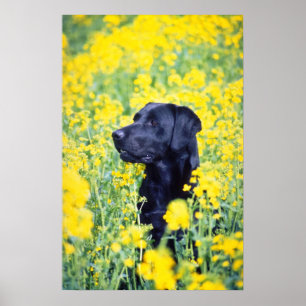gele Labrador-bloemen Poster