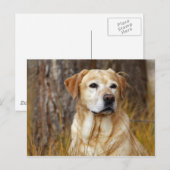 gele labrador briefkaart (Voorkant / Achterkant)