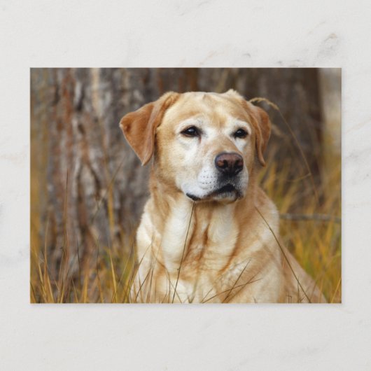 gele labrador briefkaart (Voorkant)