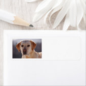 gele labrador etiket (Insitu)