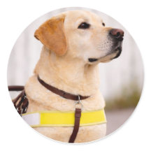 Gele Labrador Gidsenhond Afstudeer Enveloppe Zegel