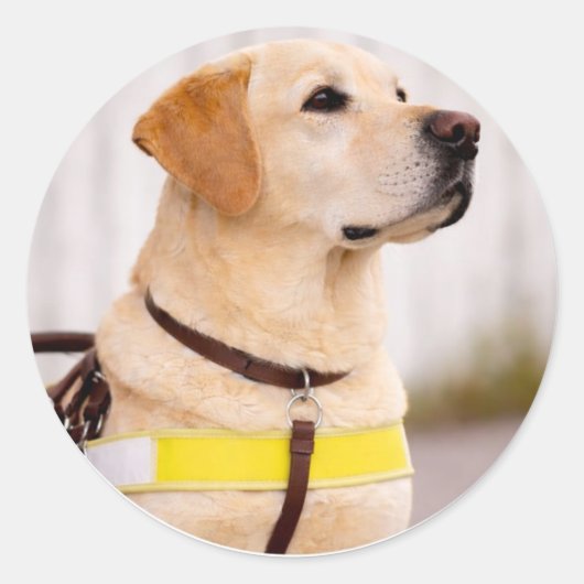 Gele Labrador Gidsenhond Afstudeer Enveloppe Zegel (Voorkant)