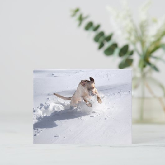 Gele labrador in de sneeuw briefkaart (Staand voorkant)