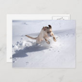 Gele labrador in de sneeuw briefkaart (Voorkant / Achterkant)