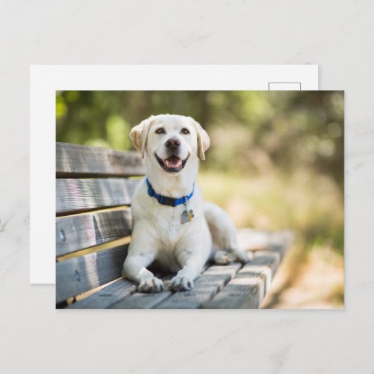 gele labrador introduceert op bank briefkaart (Voorkant / Achterkant)