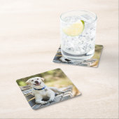 gele labrador introduceert op bank kartonnen onderzetters (Insitu)