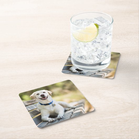 gele labrador introduceert op bank kartonnen onderzetters (Insitu)