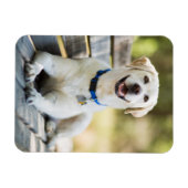 gele labrador introduceert op bank magneet (Horizontaal)