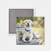 gele labrador introduceert op bank magneet (Voorkant / Achterkant)